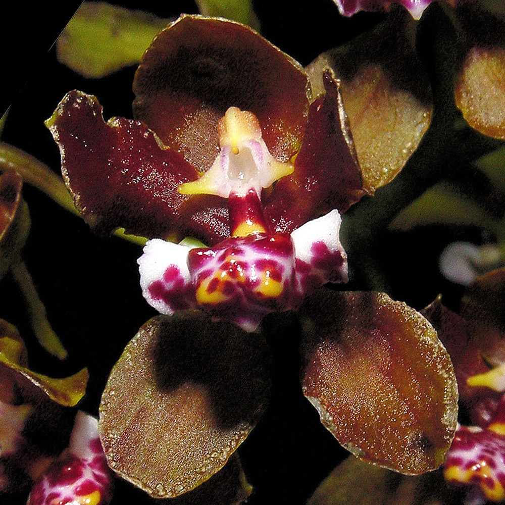 Lophiarella microchila 